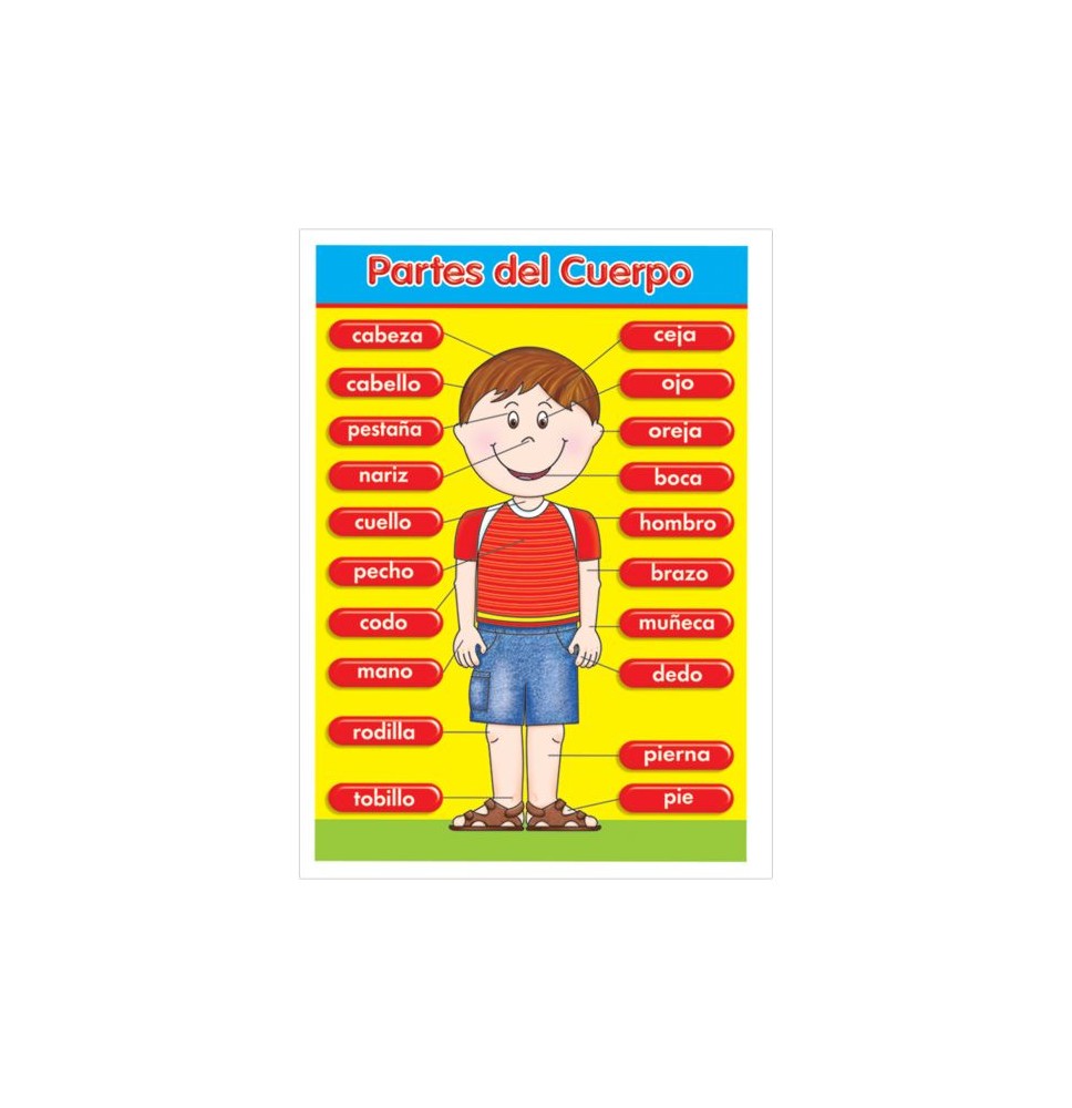 POSTER DID. 70X50CM. PARTES DEL CUERPO GRANMARK E.6