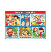 POSTER DID. 70X50CM. CINCO SENTIDOS GRANM. PZA